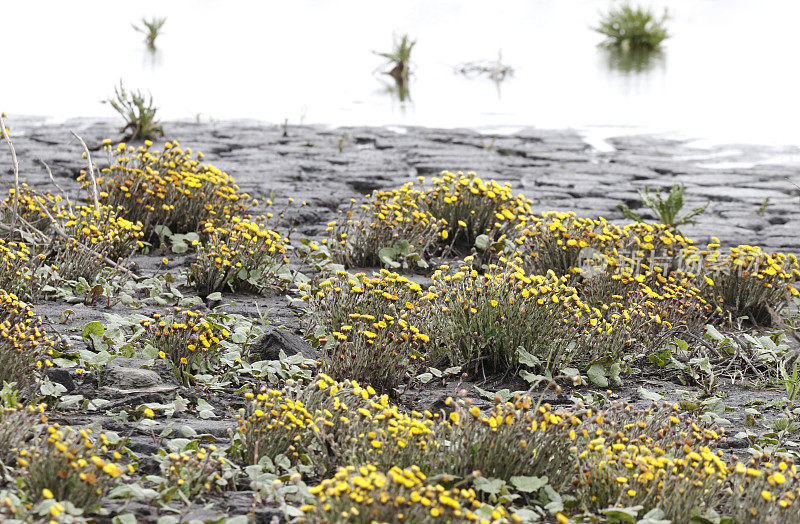 钶钽钽(Tussilago farfara)